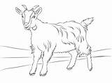 Colorare Goats Capretta Bode Disegni Chivos Cabras Fofo Capre Animals sketch template