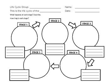life cycle diagram template  ms annas shop  wonders tpt