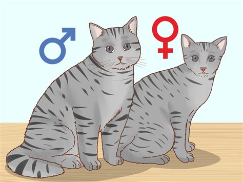 how to determine the sex of a kitten 9 steps with pictures