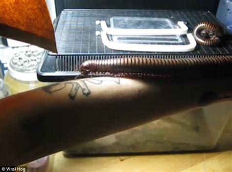 video of giant milipede walking up owner s arm in thailand