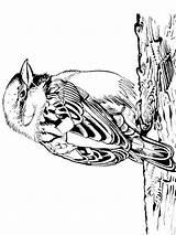 Coloring Pages Sparrow Birds Recommended Sparrows sketch template