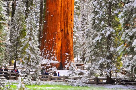 giant sequoia scrolller