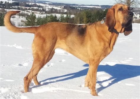 bloodhound  big dog breeds