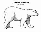 Coloring Polar Bear Pages Print Preschool sketch template