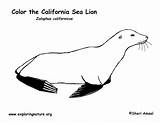Sea Lion Coloring California Labeling Seal Exploringnature Lions Animals sketch template
