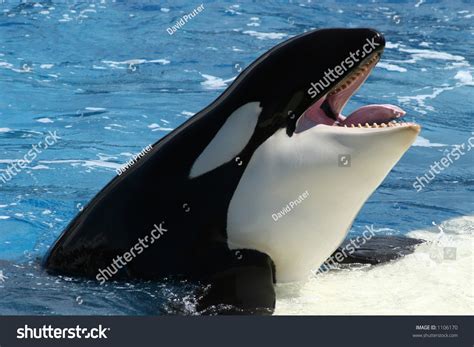killer whale orca whale  mouth stock photo  shutterstock