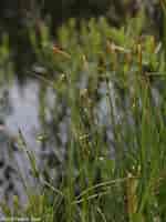 Image result for Carex_limosa. Size: 150 x 200. Source: www.minnesotawildflowers.info