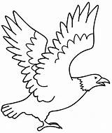 Burung Mewarnai Garuda Colorear Elang Sketsa Aguilas Aguia Desenho Paud Marimewarnai Imagui Eagles Aprender Pancasila Tunggal Ika Bhineka Pohon Beringin sketch template