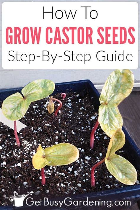 castor bean plants   grow  care  castor bean plants