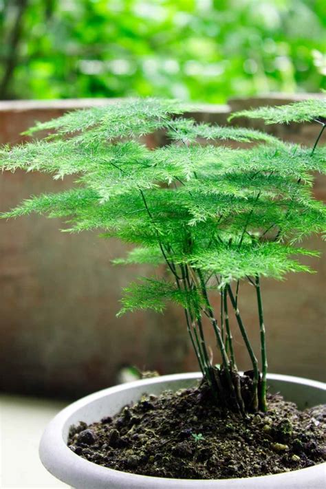 asparagus fern care guide  contented plant