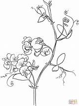 Pea Sweet Coloring Pages Flowers Lathyrus Odoratus Flower Drawing Sweetpea Printable Tattoo Adult Vine Line Drawings Outline Supercoloring Peas Colouring sketch template