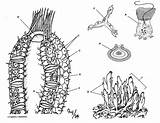 Sponge Coloring Porifera Phylum Pages Sponges Worksheet Anatomy Animal Color Worksheets Colouring Sheets Biologycorner Sheet Biology Cartoon Spicules Cells Science sketch template
