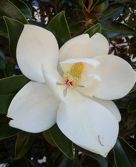 louisiana magnolia photograph  lady