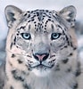 Image result for Snow Leopards. Size: 93 x 100. Source: www.reddit.com
