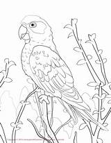 Conure Sun Coloring Drawing Pages Bird Color Lovebird Draw Print Printable Getcolorings Drawings Getdrawings 36kb 1275 sketch template
