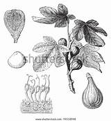 Carica Ficus Fig Common Vintage Vector Illustration sketch template