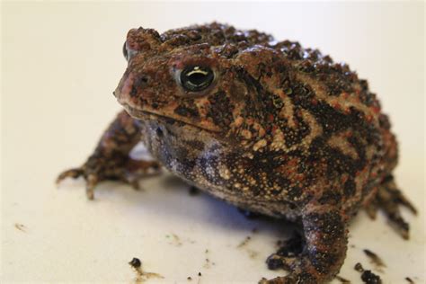 facts      toads dickinson county conservation board