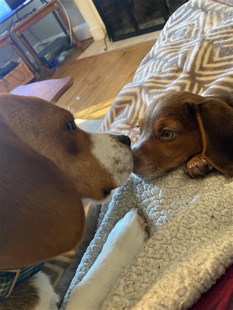 gibson starting to think his little sister isn t so bad beagle