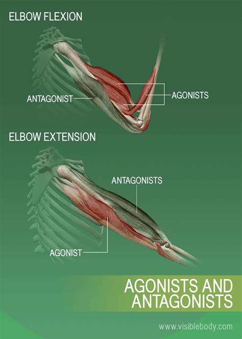 muscle attachments  actions learn muscle anatomy