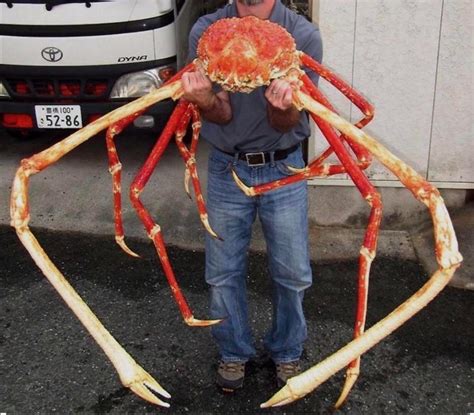 The Biggest Crab In The World The Japanese Spider Crab Interestingasfuck