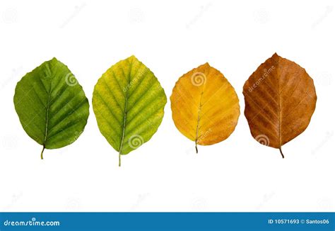 plant senescence stock image image  seasonal season