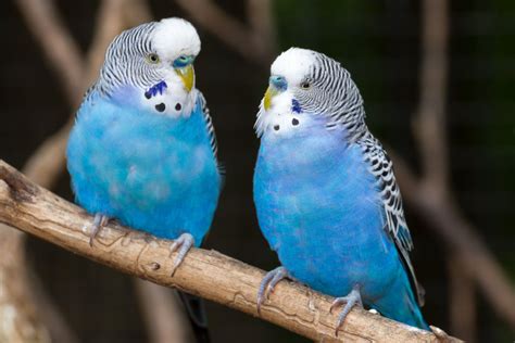 blue parakeets blue parakeet parakeet parakeet cage