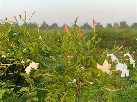 caring for jasmine fields and farmers in egypt givaudan