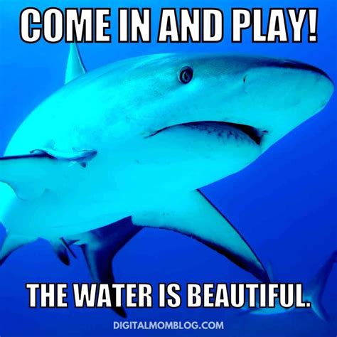 funny shark memes to sink your teeth into