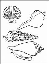 Coloring Sea Pages Seashell Seashells Shells Printable Shell Kids Color Beach Colouring Snail Print Sheets Animals Book Fun Template Animal sketch template