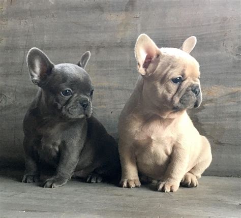 blue frenchie  lilac frenchie   class frenchies puppy
