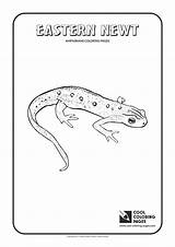 Newt Amphibians Reptiles Designlooter sketch template