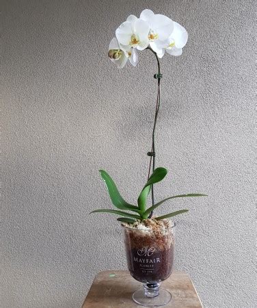 white phalaenopsis orchid