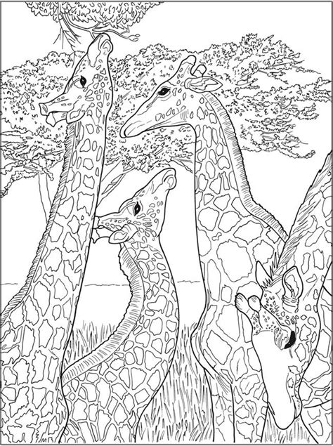 patterns  nature coloring pages