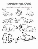 Tundra Coloring Pages Getdrawings sketch template