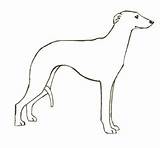 Whippet Coloring Pages Dog Running Easy Thewhippet Breeders Goal Capable Obtain But sketch template