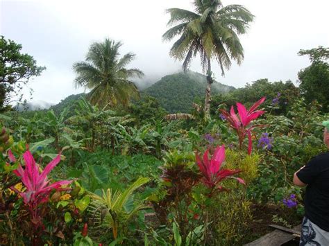 Rainforest In Dominica American Islands Caribbean Islands Caribbean