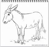 Coloring Pages Donkeys Sie Einfach Sehen Aber Sind Aus Oder Weit Verbreitet Hübsch Als sketch template