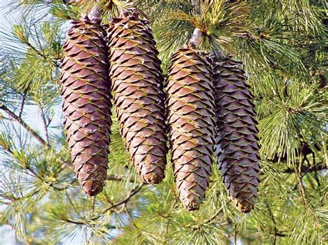 illussion pine cone tree logo
