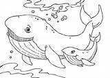 Coloring Pages Whale Baby Dolphin Whales Choose Board Walvis Sheets Orca sketch template