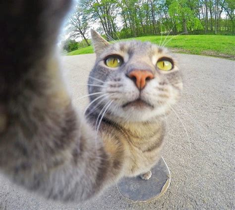 pin by gianna williams on manny the selfie taking cat cats cat