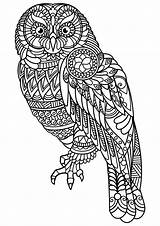 Coloring Lire Hibou Adulte Gratuit Coloré sketch template