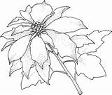 Coloring Pages Poinsettia Printable Flower Christmas Template Christamas Color Kids Drawing Para Poinsettias Colorear Print Library Clipart Sheets Supercoloring Online sketch template