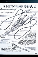 Afbeeldingsresultaten voor "chiroteuthis Veranyi". Grootte: 124 x 185. Bron: www.pinterest.com