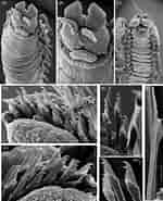 Afbeeldingsresultaten voor "odontosyllis Fulgurans". Grootte: 150 x 185. Bron: www.researchgate.net