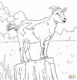 Coloring Goat Goats Realistic Drawing Ibex Domestic Cute Boer Printable Alpine Animal Colouring Animals Adult Drawings Supercoloring Baby Stencil Mountain sketch template