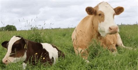 cows find and share on giphy