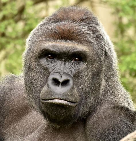 grief  gorillas death turns  outrage prosecutors office