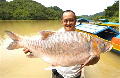tak sangka ikan  mahal  dunia hidup  perairan malaysia sahaja