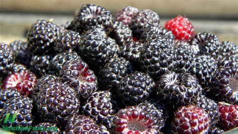 black raspberry supplements put   test youtube
