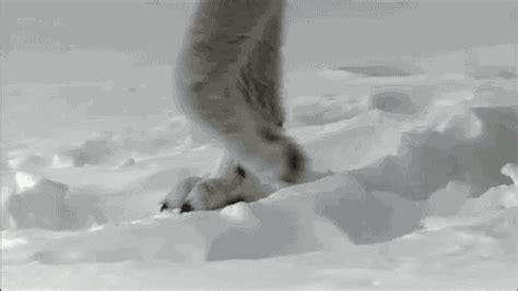wolf paw s find and share on giphy